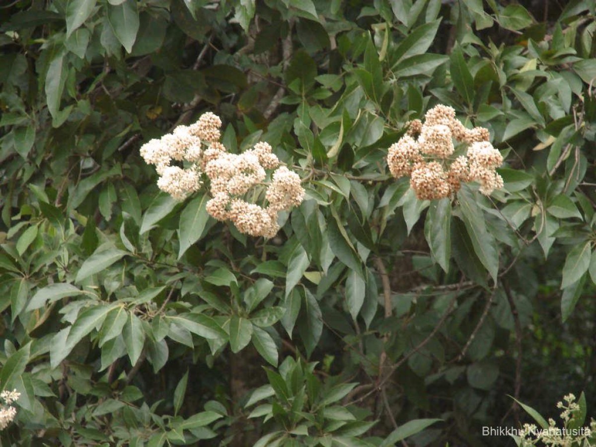 Cordia alliodora (Ruiz & Pav.) Oken